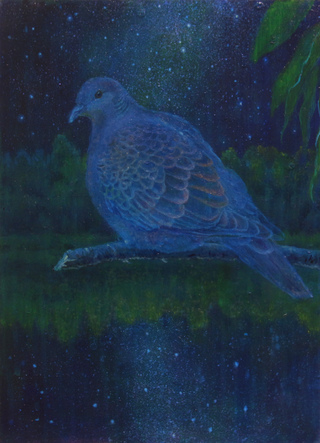 夜鳥